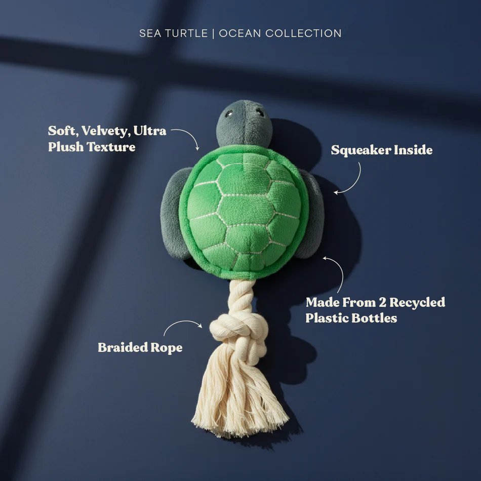 Timmy the Turtle - Image 3