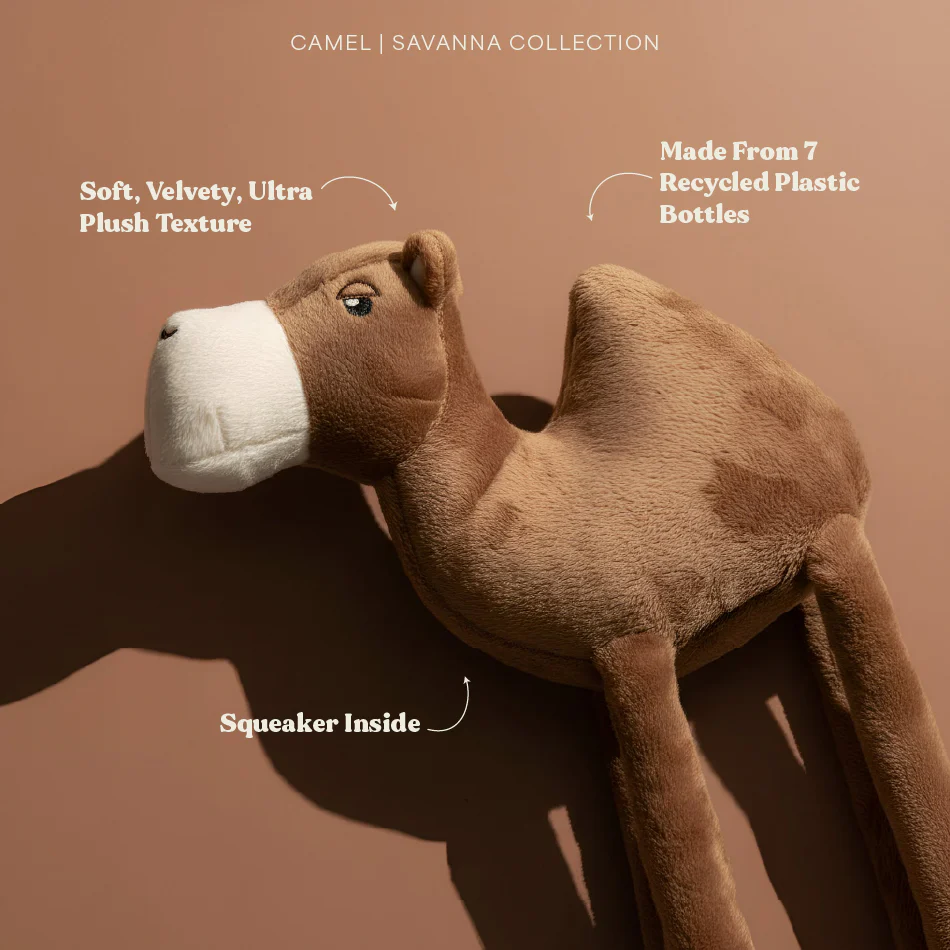 Calvin the Camel - Image 4