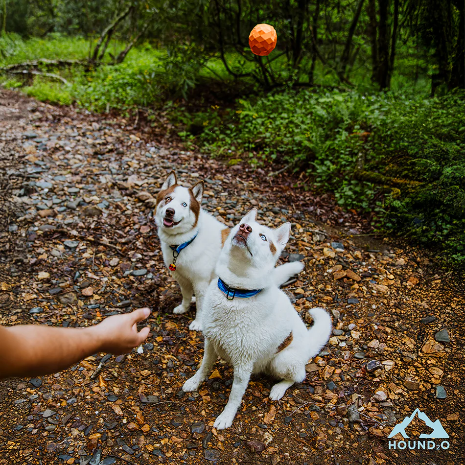 Squeaky Fetch Ball - Image 11