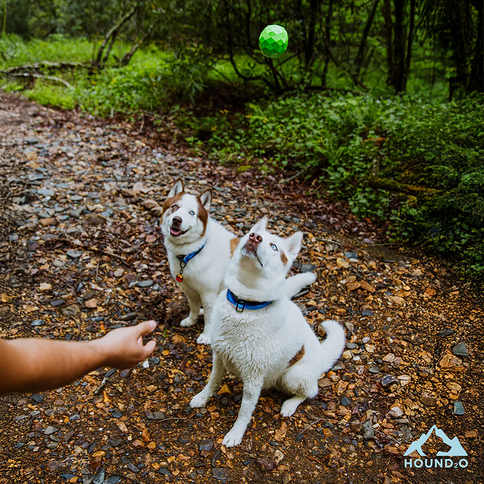 Squeaky Fetch Ball - Image 5