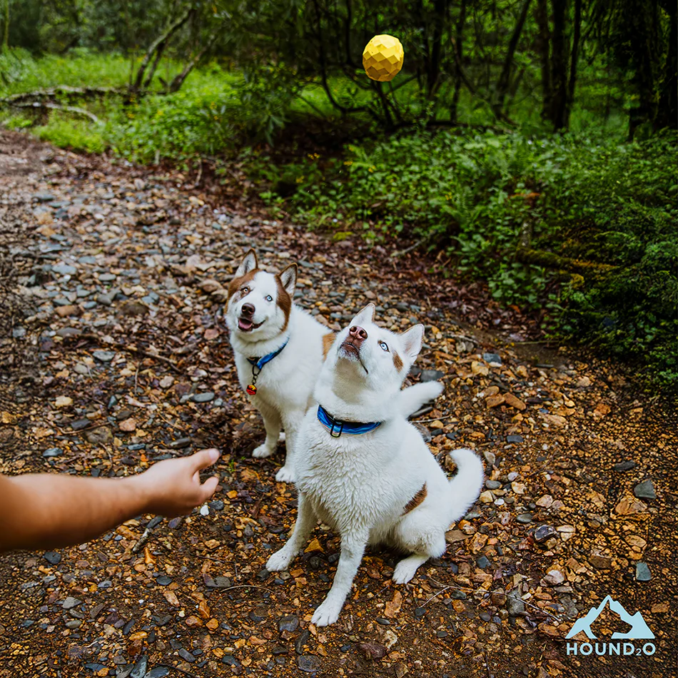 Squeaky Fetch Ball - Image 8