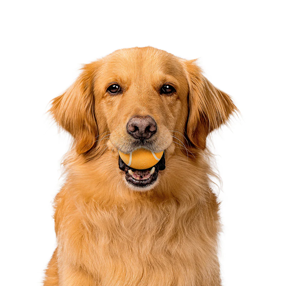 Squeaky Chew Ball - Image 26