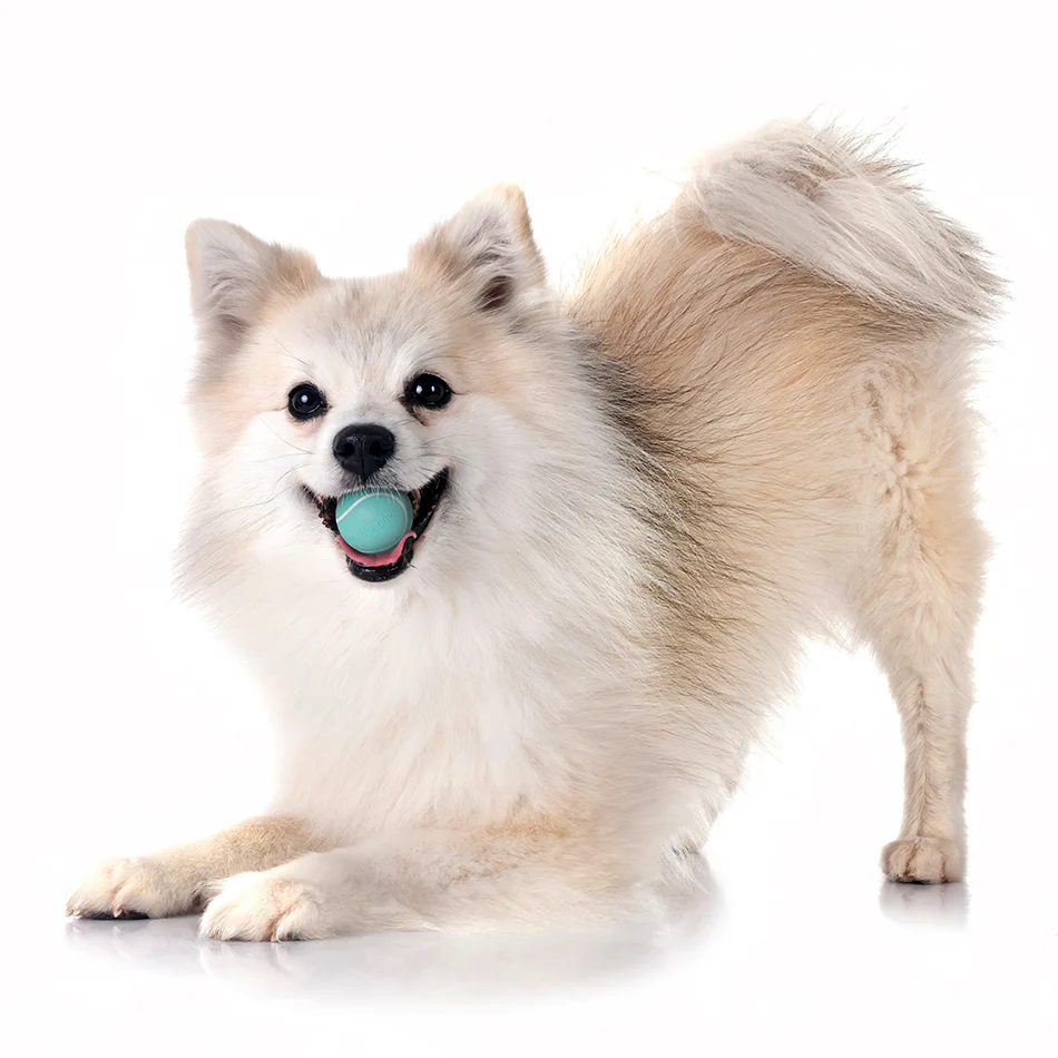 Squeaky Chew Ball - Image 25