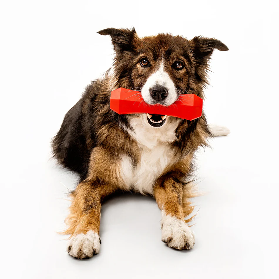 Squeaky Chew Stick - Image 5