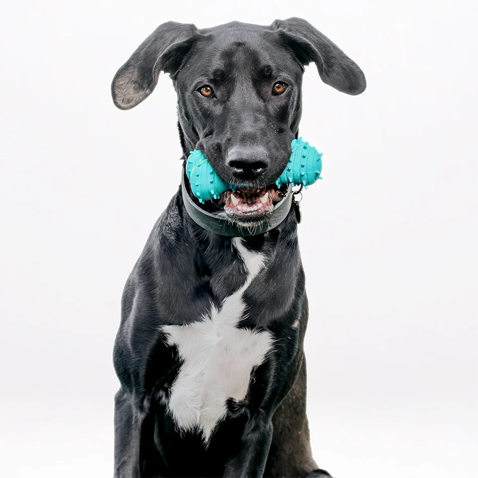 Teething Bone - Image 7